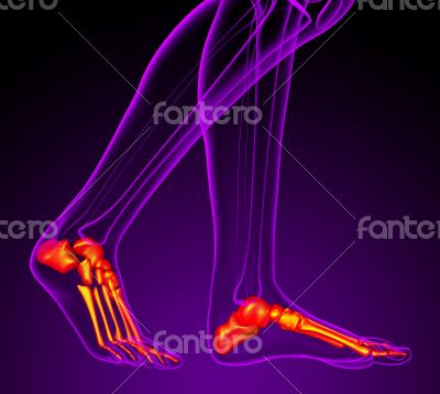 3d render medical illustration of the feet bone
