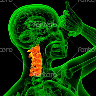  cervical spine