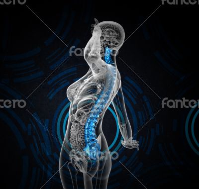 3d render medical illustration of the human spine 