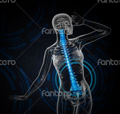 3d render medical illustration of the human spine 