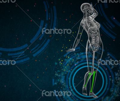 3d render medical illustration of the tibia 