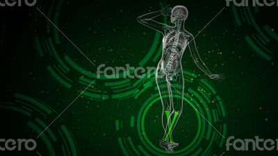 3d render medical illustration of the tibia 