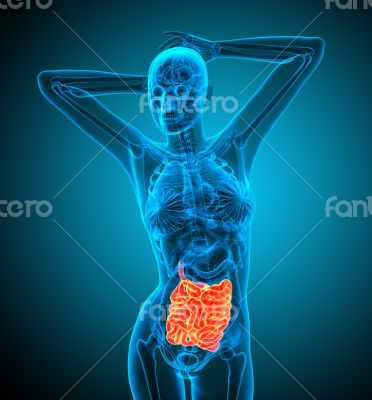 3d render illustration of the small intestine 