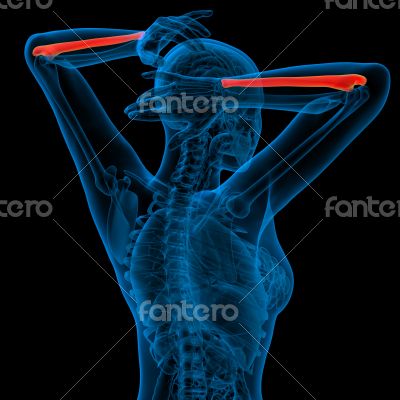 3d render medical illustration of the ulna bone