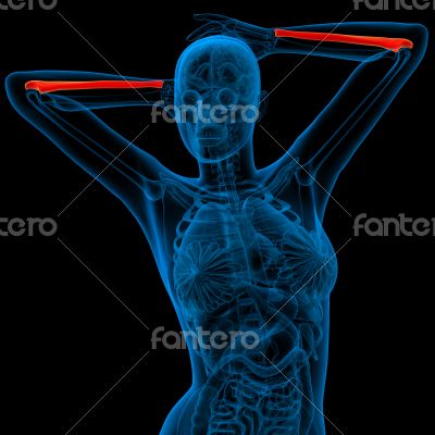 3d render medical illustration of the ulna bone