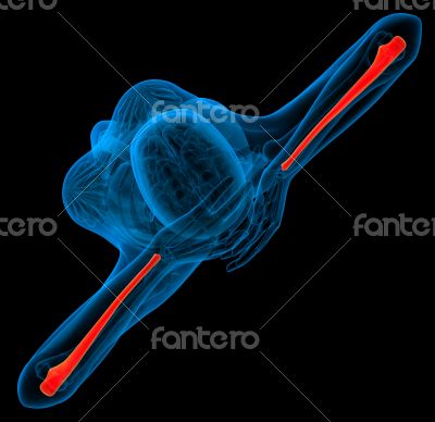 3d render medical illustration of the ulna bone 3d render medical illustration of the ulna bone