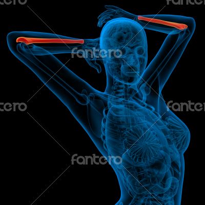 3d render medical illustration of the ulna bone 3d render medical illustration of the ulna bone