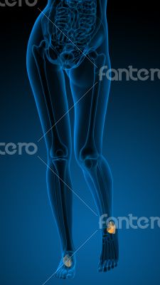 3d render illustration of the human calcaneus bone