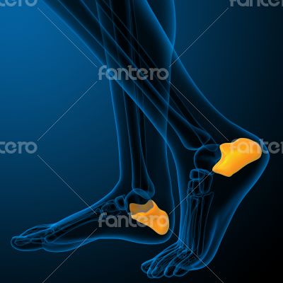 3d render illustration of the human calcaneus bone