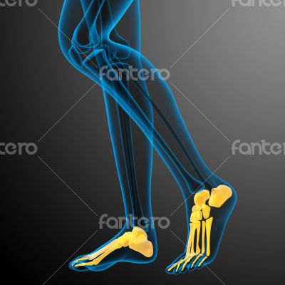 3d render medical illustration of the foot bone