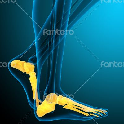 3d render medical illustration of the foot bone