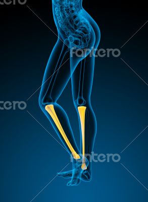 3d render medical illustration of the tibia bone