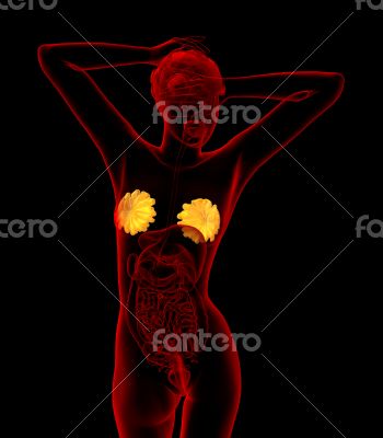 3d render medical illustration of the human breast