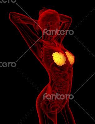 3d render medical illustration of the human breast