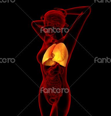 3d render medical illustration of the human lung 