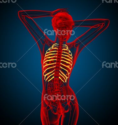 3d render medical illustration of the ribcage
