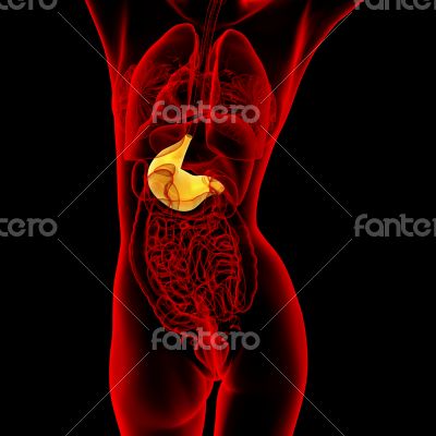 3d render medical illustration of the stomach