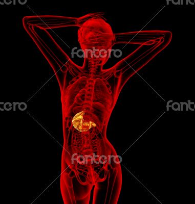 3d render medical illustration of the liver
