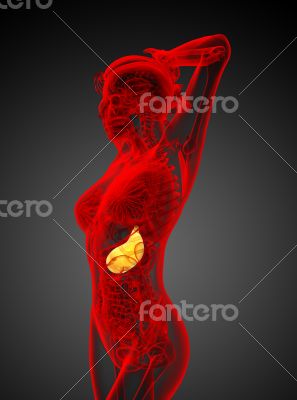 3d render medical illustration of the stomach