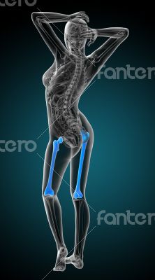 3d render medical illustration of the femur bone 3d render medical illustration of the femur bone