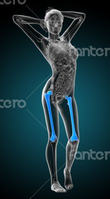 3d render medical illustration of the femur bone 3d render medical illustration of the femur bone