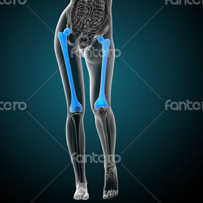 3d render medical illustration of the femur bone 3d render medical illustration of the femur bone