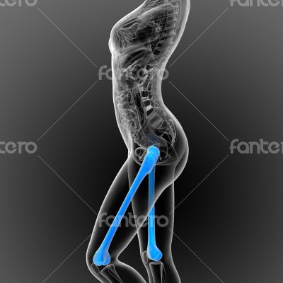 3d render medical illustration of the femur bone 3d render medical illustration of the femur bone