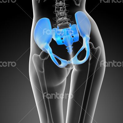 3d render medical illustration of the hip bone