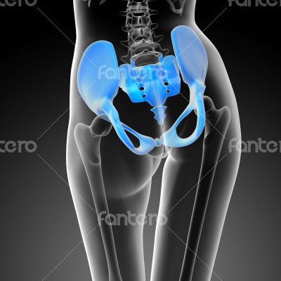 3d render medical illustration of the hip bone 3d render medical illustration of the hip bone