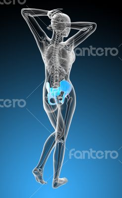3d render medical illustration of the hip bone
