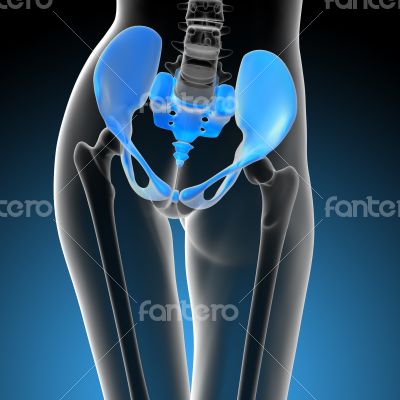 3d render medical illustration of the hip bone