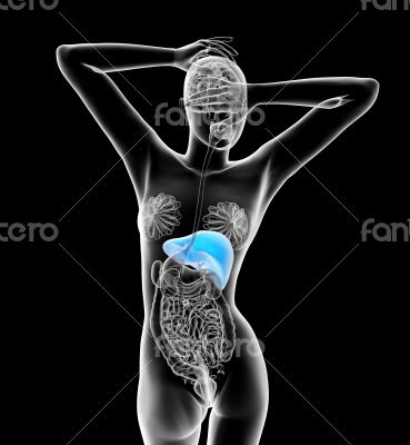 3d render medical illustration of the liver 