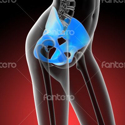 3d render medical illustration of the hip bone