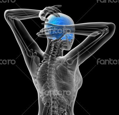 3d render medical illustration of the human skull