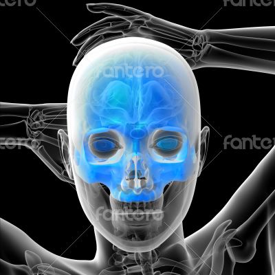 3d render medical illustration of the human skull