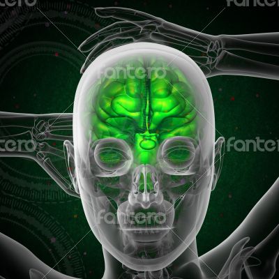 3d render medical illustration of the human brain 