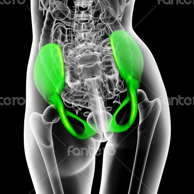 3d render medical illustration of the pelvis bone 