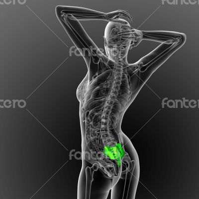 3d render medical illustration of the sacrum bone
