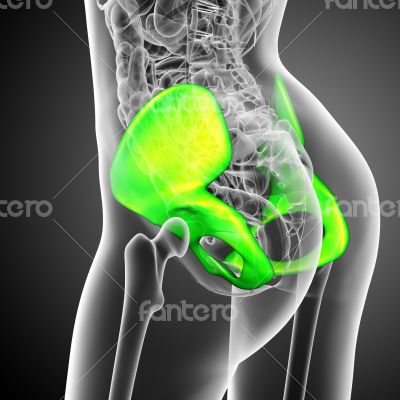 3d render medical illustration of the pelvis bone 