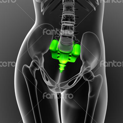 3d render medical illustration of the sacrum bone