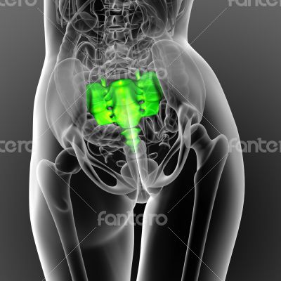 3d render medical illustration of the sacrum bone