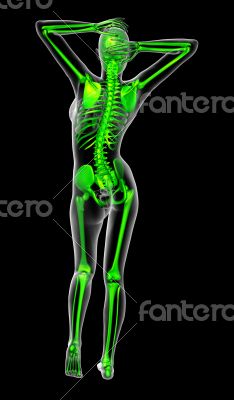 3d render medical illustration of the skeleton