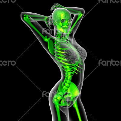 3d render medical illustration of the skeleton