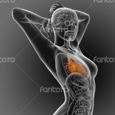 3d render medical illustration of the human heart 3d render medical illustration of the human heart