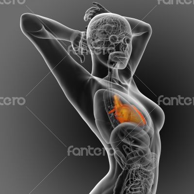 3d render medical illustration of the human heart 