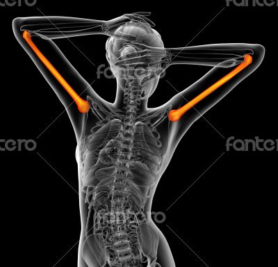  humerus bone 