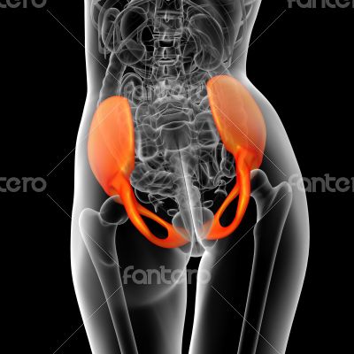 3d render medical illustration of the pelvis bone 