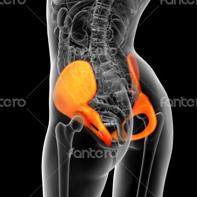 3d render medical illustration of the pelvis bone 