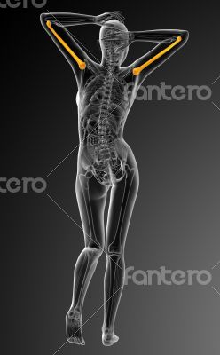 3d render medical illustration of the humerus bone