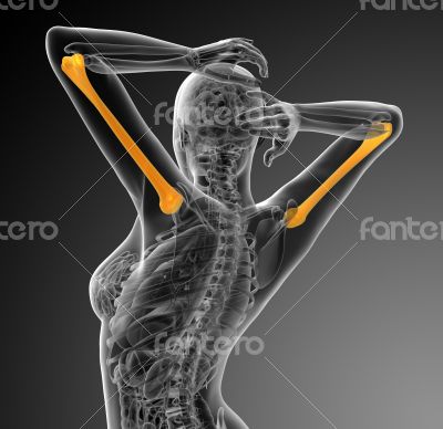 3d render medical illustration of the humerus bone